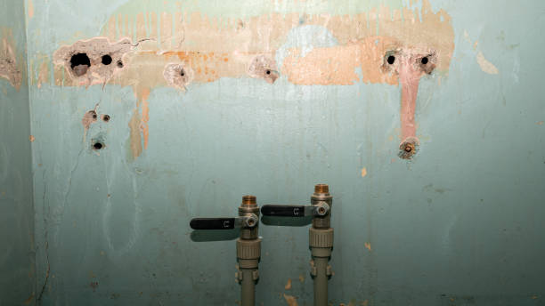 Best Flood restoration services  in Papillion, NE