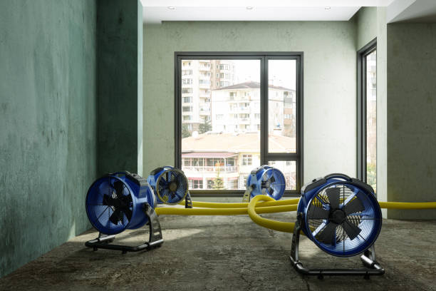 Best Mold removal after water damage  in Papillion, NE