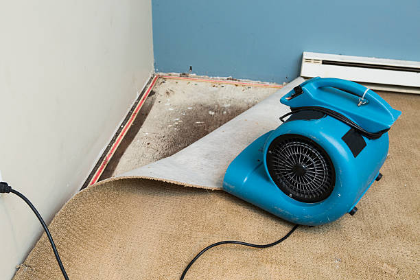 Best Sewage cleanup and water damage restoration  in Papillion, NE